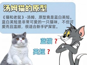 关于汤姆猫男神排名的深度探讨与观察