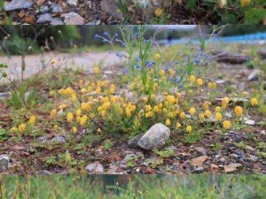 野花免费视频,野花免费视频：探索自然之美，领略野花的魅力