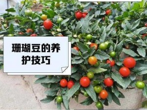 关于珊瑚岛夏天不推荐种植的作物，我们可以拟题为：夏日炎炎，珊瑚岛畔不宜种植的植物选择与原因分析