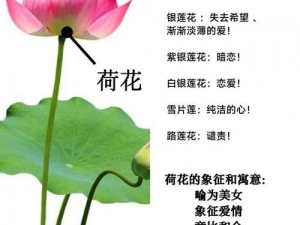 女性半夜莲花开什么意思—女性半夜莲花开是什么意思？