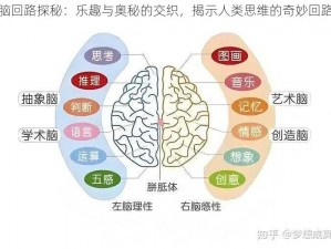 脑回路探秘：乐趣与奥秘的交织，揭示人类思维的奇妙回路