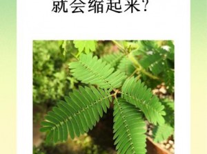 羞草研究在线观看【含羞草为什么会害羞？快来羞草研究在线观看】