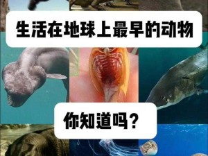 揭秘我的宠物捕捉之旅：巧妙设置起源陷阱探索神秘生物世界