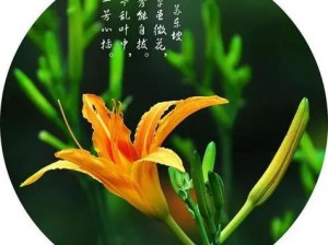 4681忘忧草;4681 忘忧草真的能让人忘记忧愁吗？