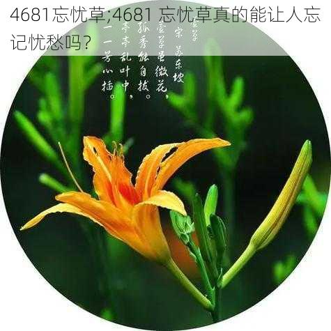 4681忘忧草;4681 忘忧草真的能让人忘记忧愁吗？