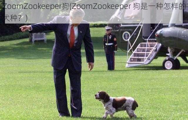 ZoomZookeeper狗(ZoomZookeeper 狗是一种怎样的犬种？)