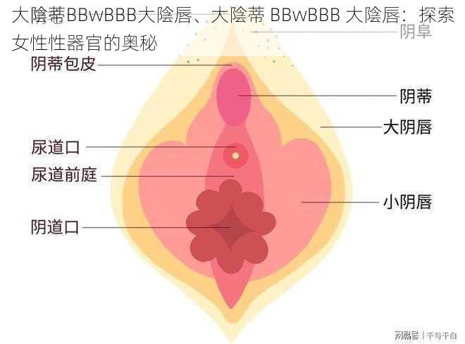 大陰蒂BBwBBB大陰唇、大陰蒂 BBwBBB 大陰唇：探索女性性器官的奥秘