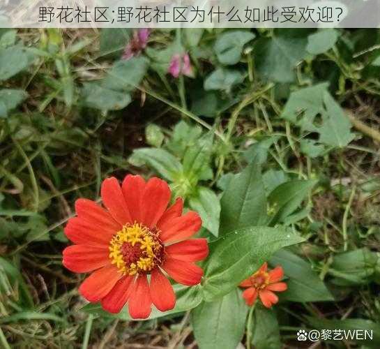 野花社区;野花社区为什么如此受欢迎？