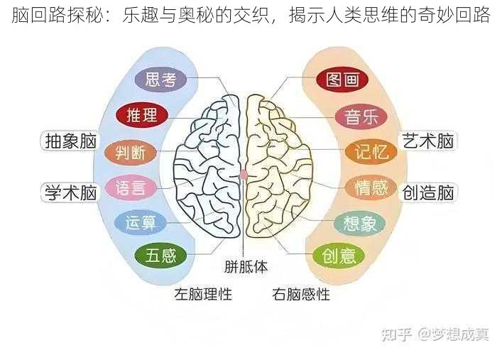 脑回路探秘：乐趣与奥秘的交织，揭示人类思维的奇妙回路