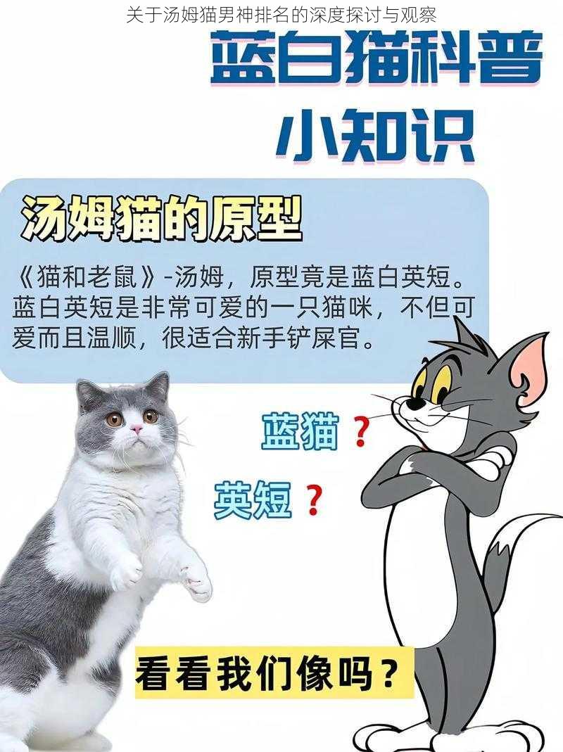 关于汤姆猫男神排名的深度探讨与观察