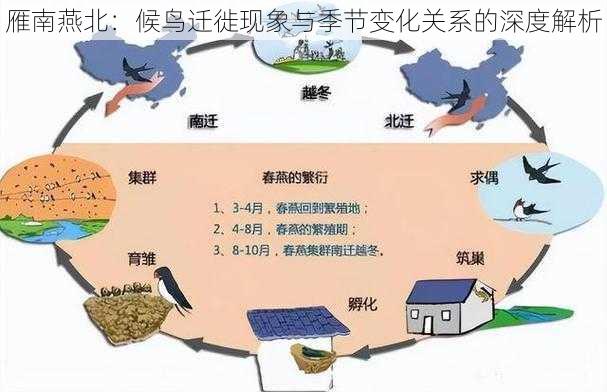 雁南燕北：候鸟迁徙现象与季节变化关系的深度解析